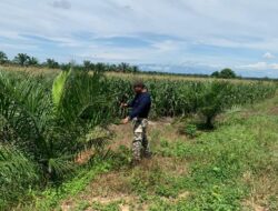 Dukung Ketahanan Pangan, Ketua PWI Lhokseumawe Tanam 10 Hektar Jagung