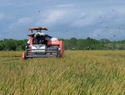Bulog Belum Membeli Gabah Petani, Warga Langkahan Keluhkan Harga Dibawah HPP